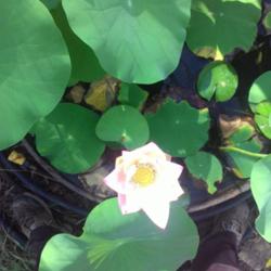 Location: murchison, tx
Date: 2015-07-28
water lotus Waba-a-sabi plant