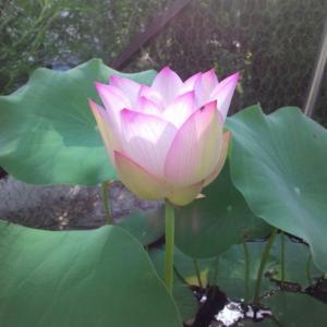 water lotus Waba-a-sabi