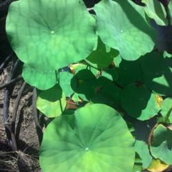 Location: murchison, tx
Date: 2015-07-19
water lotus Waba-a-sabi leaves
