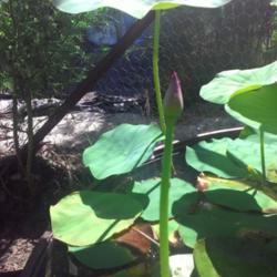 Location: murchison, tx
Date: 7-28-15
water lotus Waba-a-sabi bud
