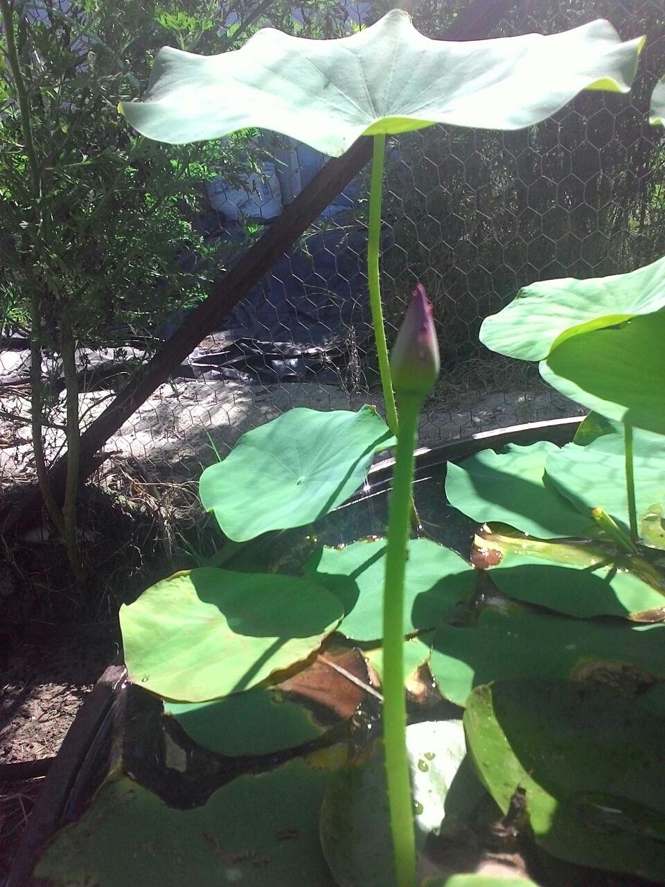 Photo of Lotus (Nelumbo 'Wab-a-Sabi') uploaded by texaskitty111