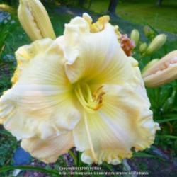 Location: My Garden- Vermont
Date: 2015-07-28
8 1/2 " Ruffled Daylily. Outstanding!
