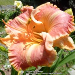 Location: My Garden- Vermont
Date: 2015-07-29
The perfect daylily!