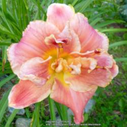 Location: My Garden- Vermont
Date: 2015-07-27
A fabulous double that produces over 40 buds each year.