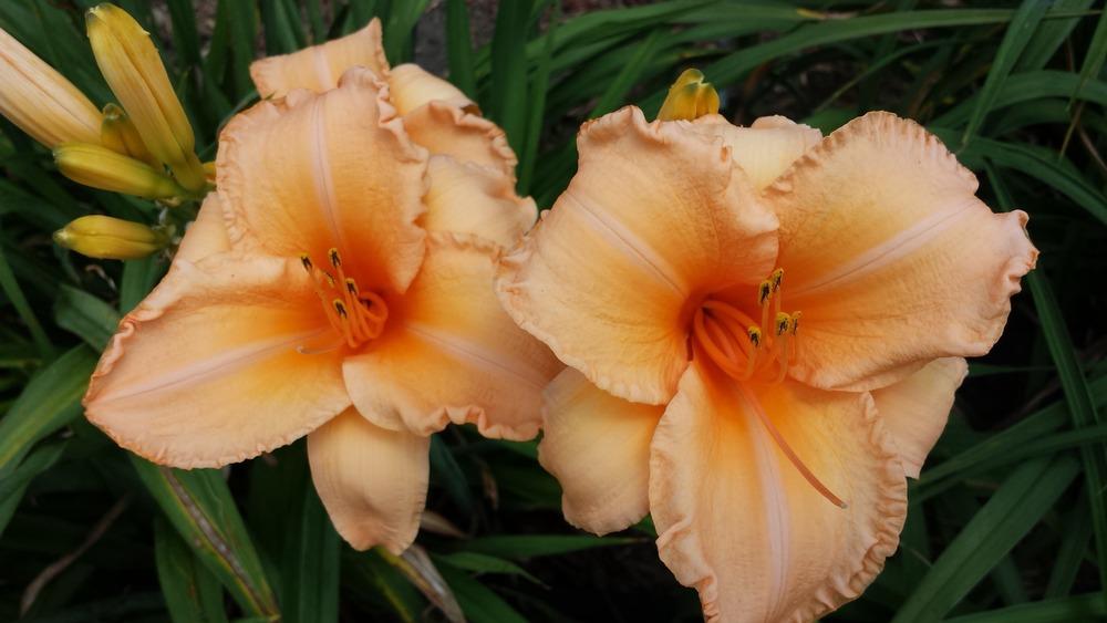 Photo of Daylily (Hemerocallis 'Flames of Fortune') uploaded by DogsNDaylilies