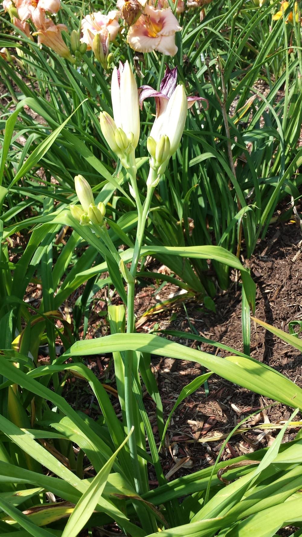 Photo of Daylily (Hemerocallis 'Forsyth White Buds') uploaded by DogsNDaylilies