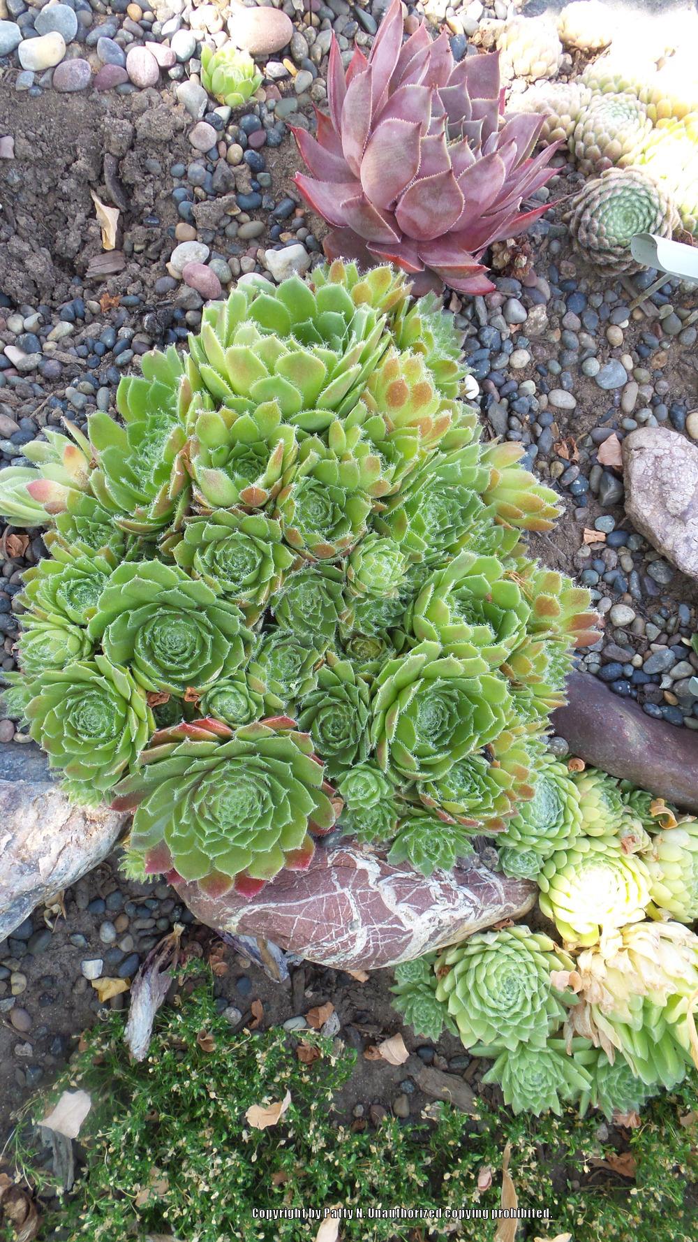 Photo of Hen and Chicks (Sempervivum 'Carnival') uploaded by Patty