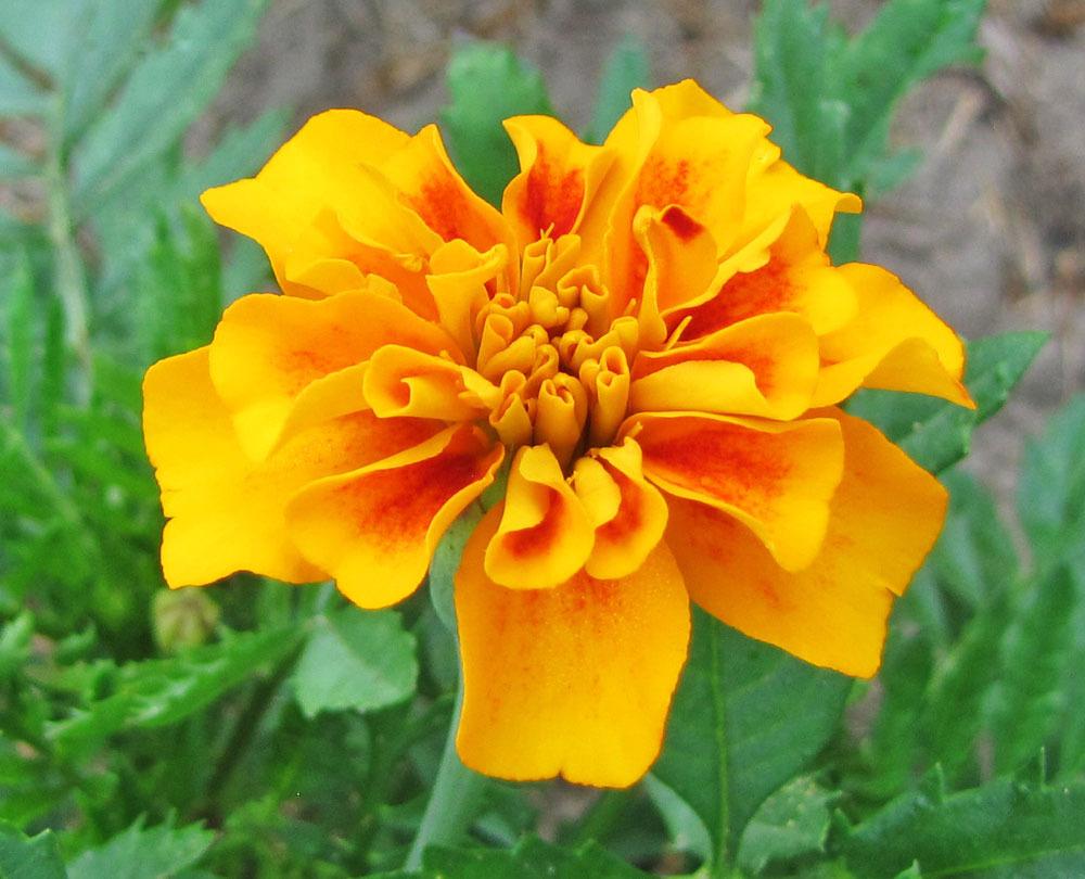 Photo of French Marigold (Tagetes erecta 'Petite Mix') uploaded by TBGDN