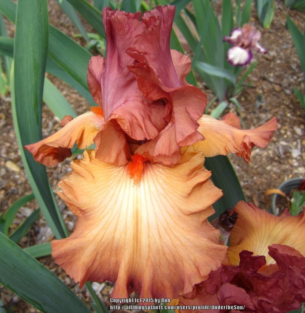 Photo of Tall Bearded Iris (Iris 'Singular Sensation') uploaded by UndertheSun
