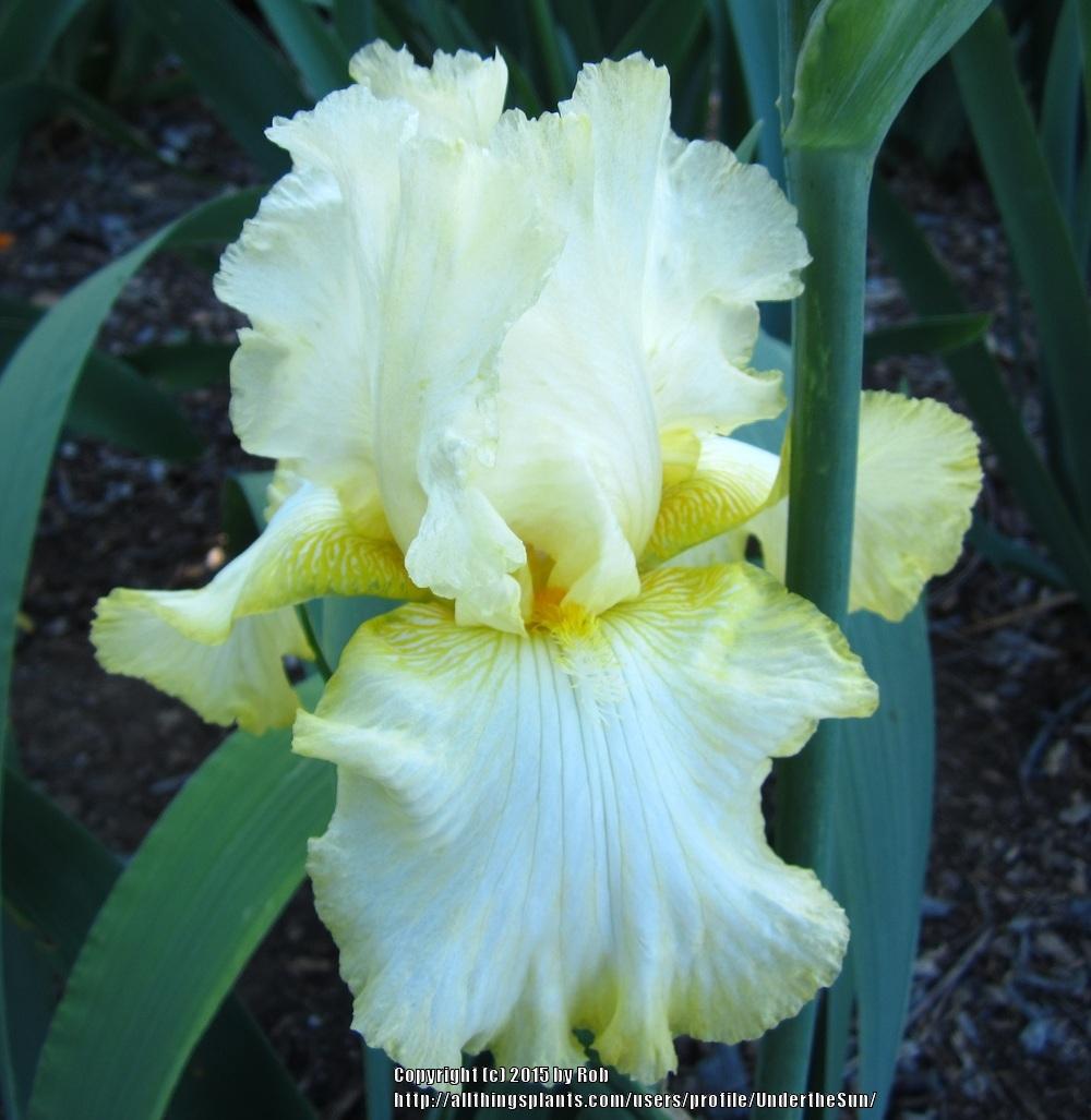 Photo of Tall Bearded Iris (Iris 'Gilded Cloud') uploaded by UndertheSun