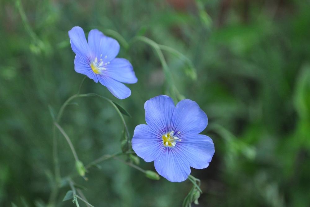 Photo of Blue Flax (Linum perenne) uploaded by darwellwoods