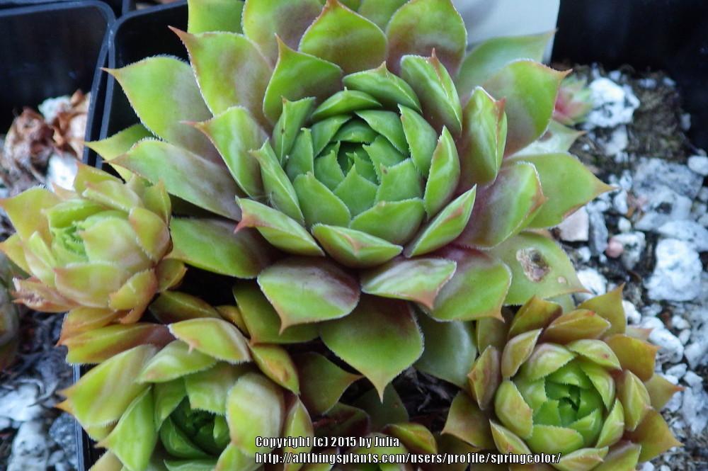 Photo of Hen and Chicks (Sempervivum 'Stuffed Olive') uploaded by springcolor