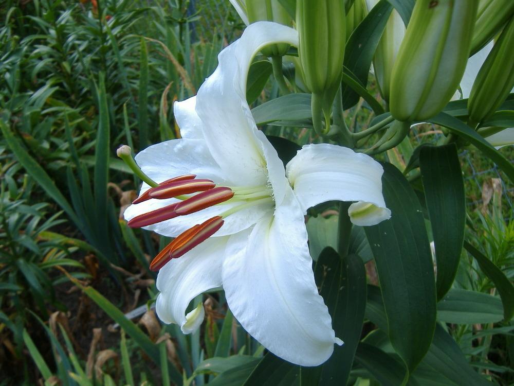 Photo of Oriental Lily (Lilium 'Casa Blanca') uploaded by tveguy3