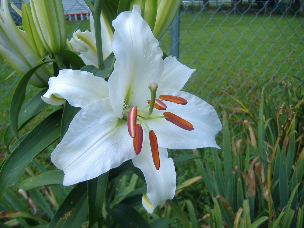 Photo of Oriental Lily (Lilium 'Casa Blanca') uploaded by tveguy3