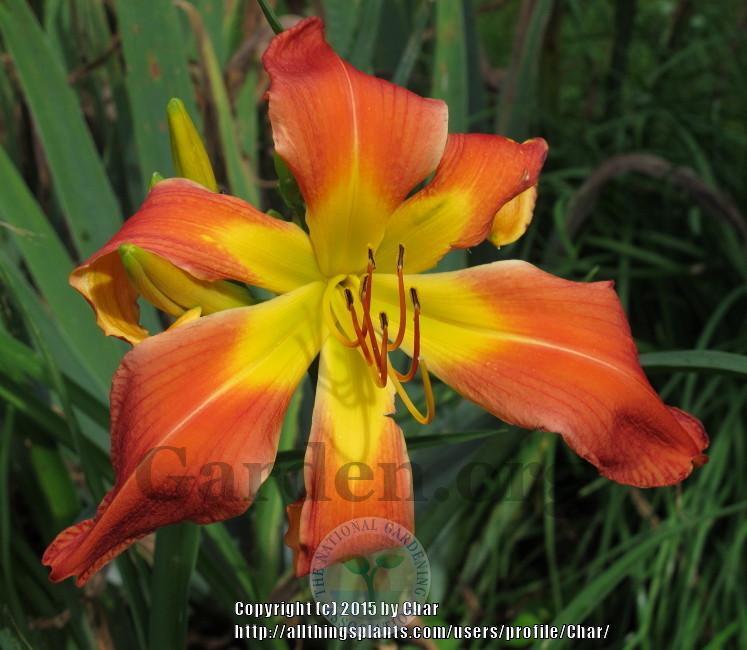 Photo of Daylily (Hemerocallis 'What's Up Down South') uploaded by Char