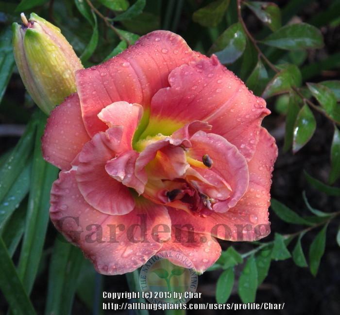 Photo of Daylily (Hemerocallis 'Rose Corsage') uploaded by Char