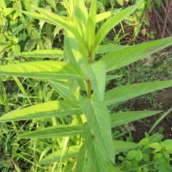 Location: Yard, near Central Iowa
Date: 2015-06-30
Perfectly perpendicular leaves