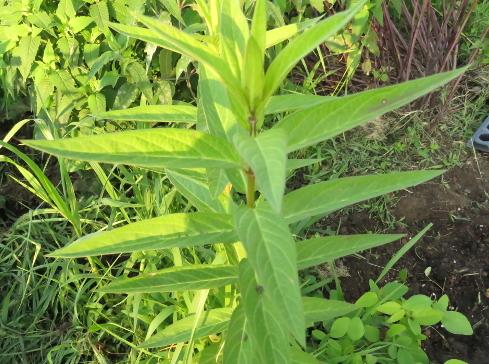 Photo of Swamp Milkweed (Asclepias incarnata) uploaded by Chillybean