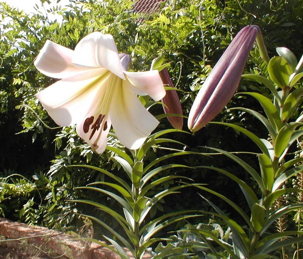 Photo of Lily (Lilium 'Eastern Moon') uploaded by admin