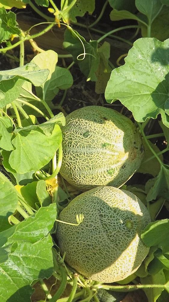 Photo of Cantaloupes (Cucumis melo) uploaded by drdawg