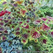 Nice small-leaved coleus that grows wide rather than tall