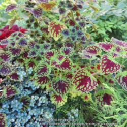 Location: East garden container
Date: July 2015
Nice small-leaved coleus that grows wide rather than tall