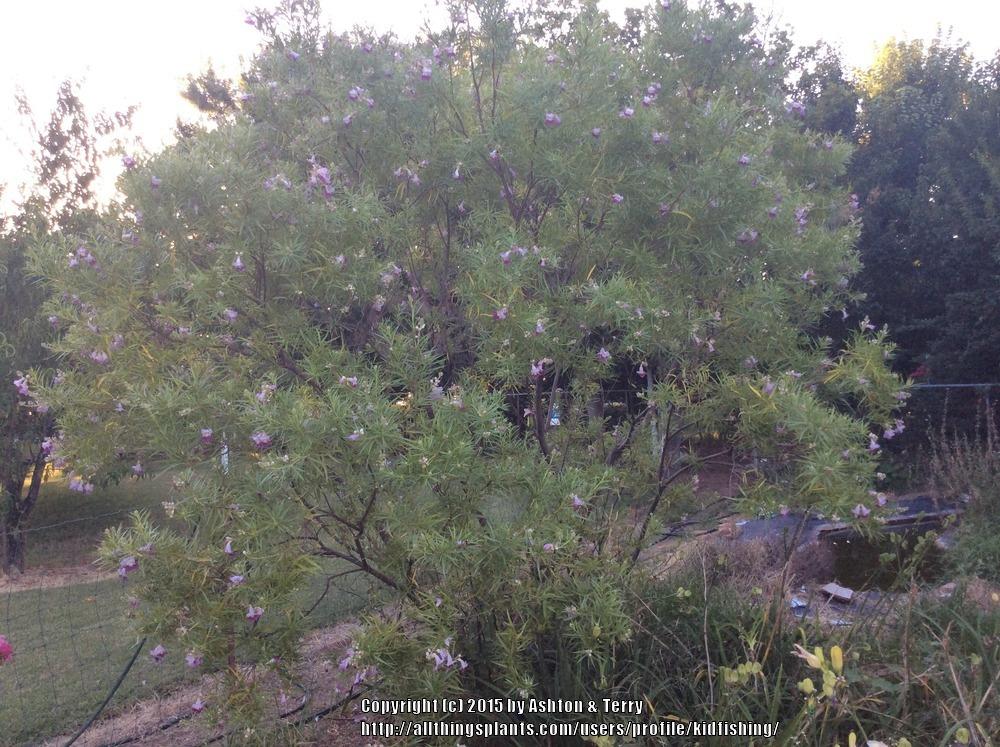 Photo of Desert Willow (Chilopsis linearis Timeless Beauty®) uploaded by kidfishing