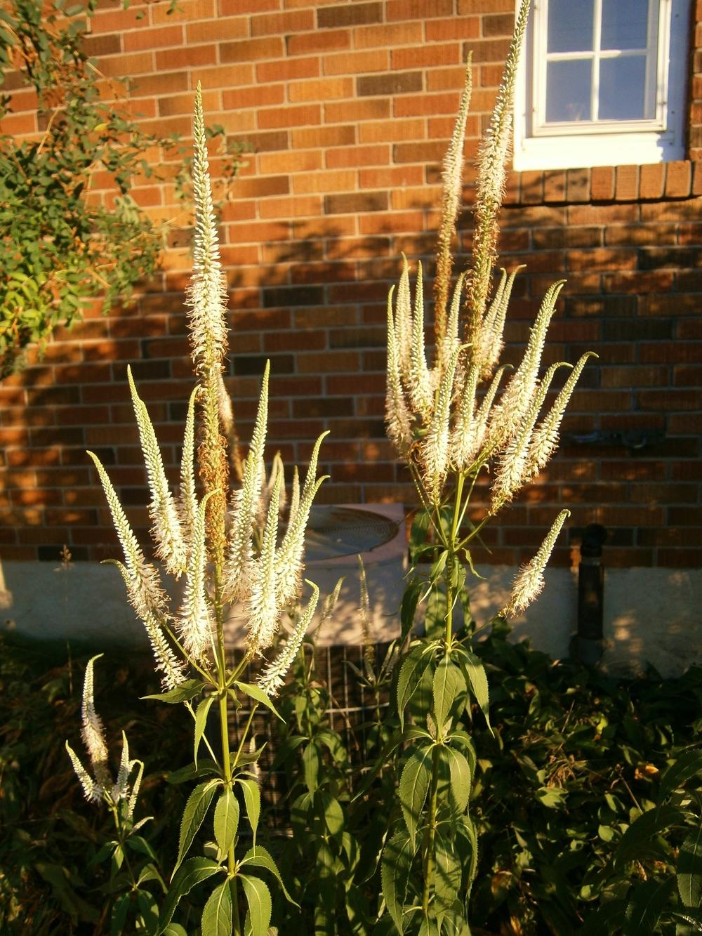 Photo of Culver's Root (Veronicastrum virginicum) uploaded by Daylilybaby