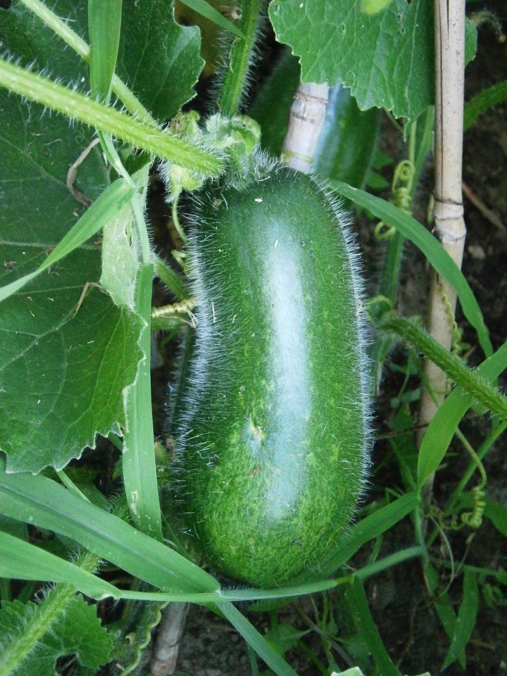 Photo of Hairy Gourd (Benincasa hispida var. chieh-gua 'Long Star') uploaded by Daylilybaby