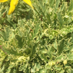 Location: Hamilton Square Perennial Garden, Historic City Cemetery, Sacramento CA.
Date: 2015-07-31
Green and pale yellow variegated leaves. The pale yellow is mostl
