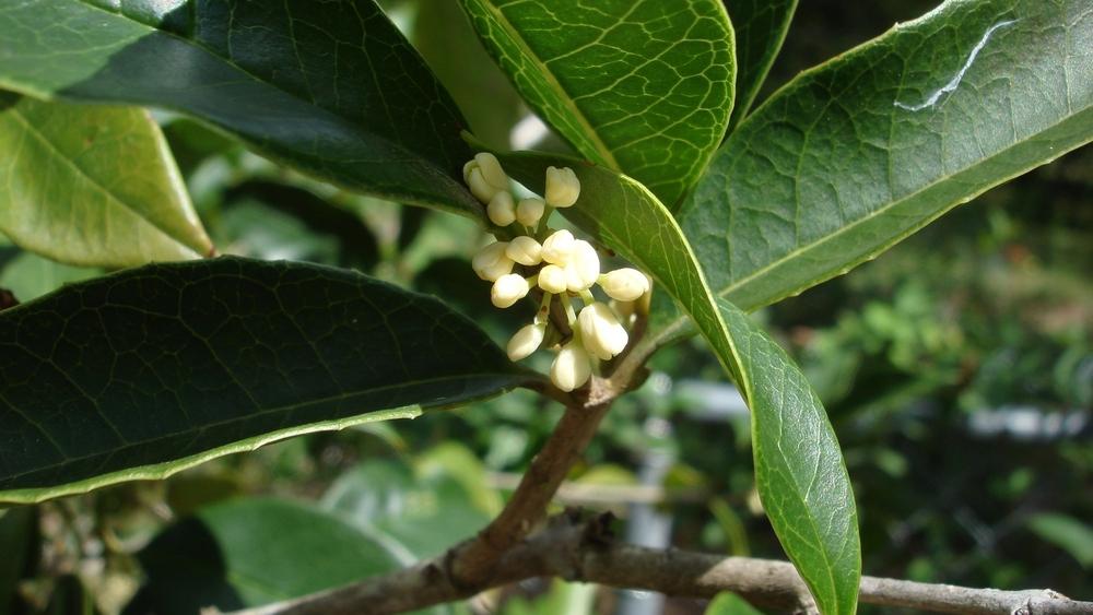 Photo of Tea Olive (Osmanthus fragrans) uploaded by Kabby
