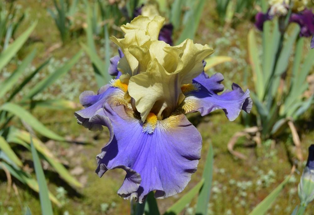 Photo of Tall Bearded Iris (Iris 'First Avenue') uploaded by KentPfeiffer