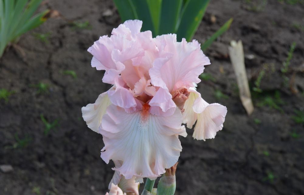 Photo of Tall Bearded Iris (Iris 'For Lovers Only') uploaded by KentPfeiffer