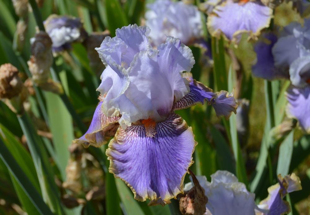 Photo of Tall Bearded Iris (Iris 'Effective') uploaded by KentPfeiffer