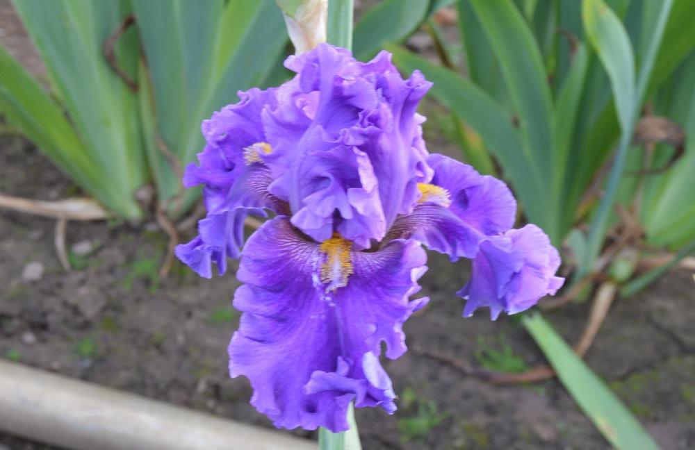Photo of Tall Bearded Iris (Iris 'Foreign Scandal') uploaded by KentPfeiffer