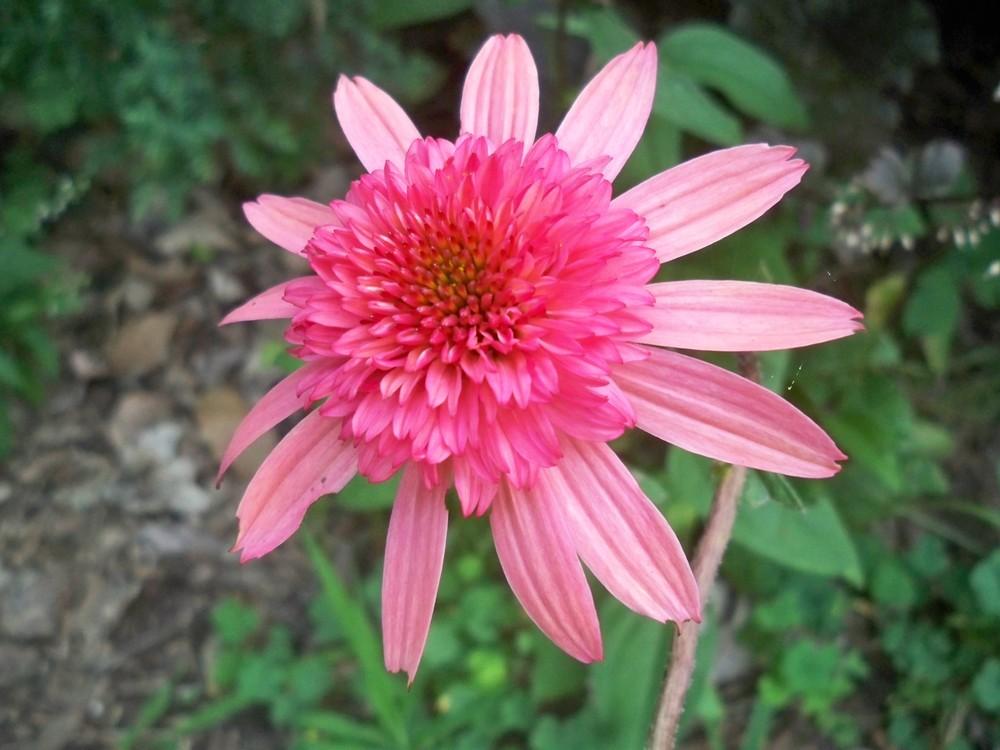 Photo of Coneflower (Echinacea 'Raspberry Truffle') uploaded by NJBob