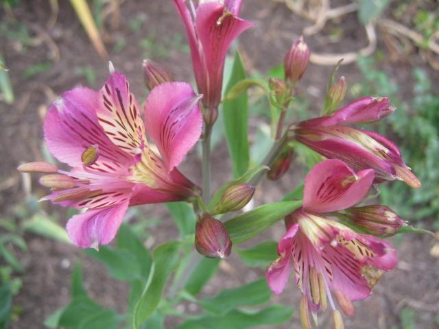Photo of Peruvian Lily (Alstroemeria 'Mauve Majesty') uploaded by RobinD