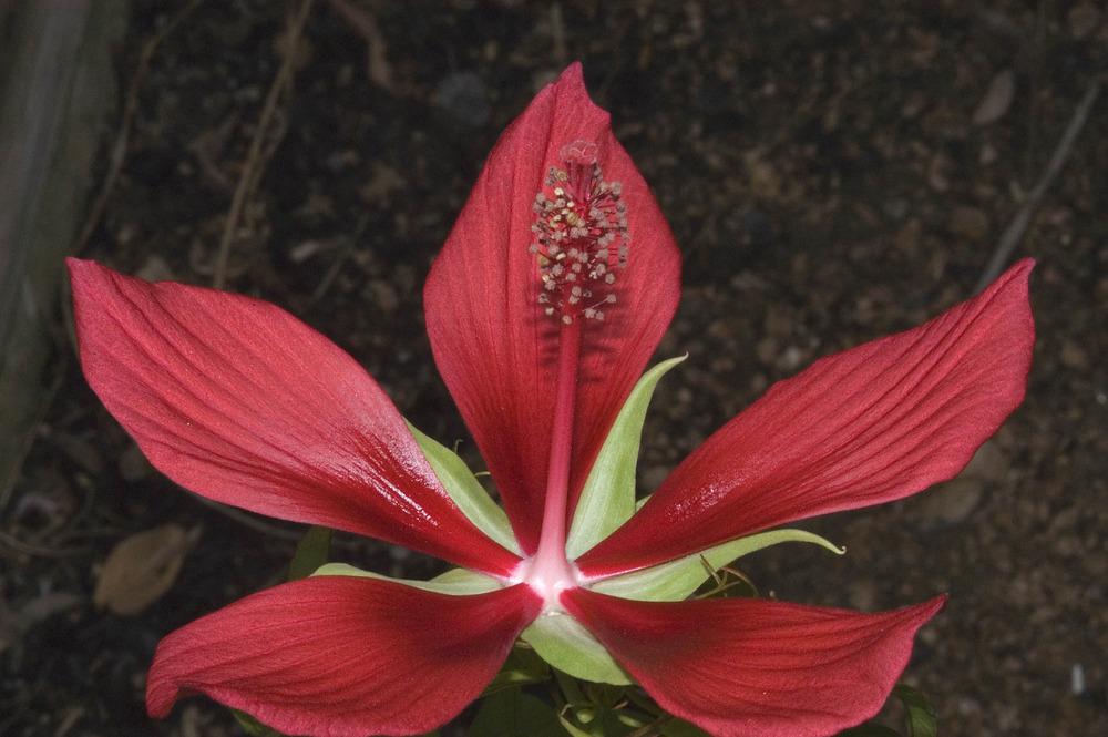 Photo of Texas Star (Hibiscus coccineus) uploaded by admin