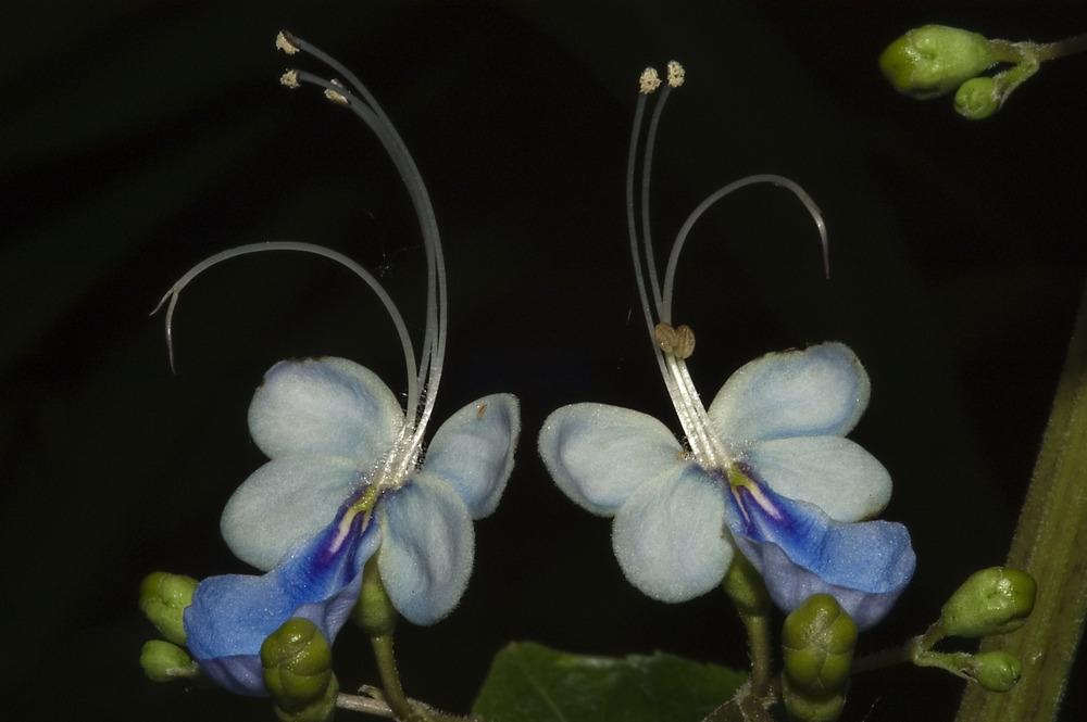 Photo of Blue Glorybower (Rotheca myricoides subsp. myricoides) uploaded by admin