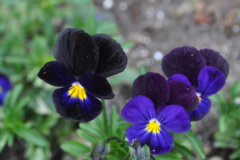 Photo of Pansy (Viola x wittrockiana Delta™ Premium Deep Blue with Blotch) uploaded by darwellwoods
