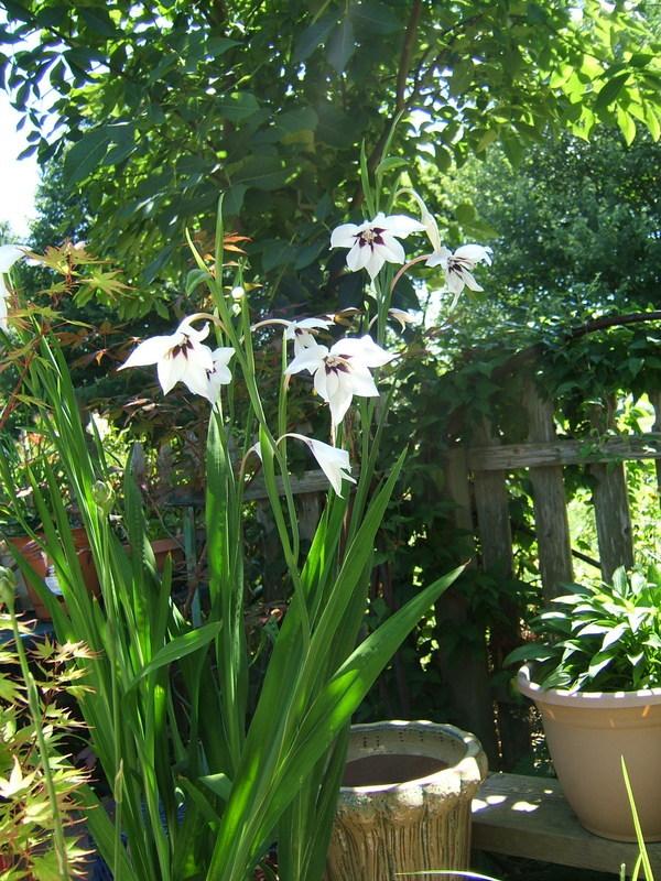 Photo of Peacock Orchid (Gladiolus murielae) uploaded by pirl