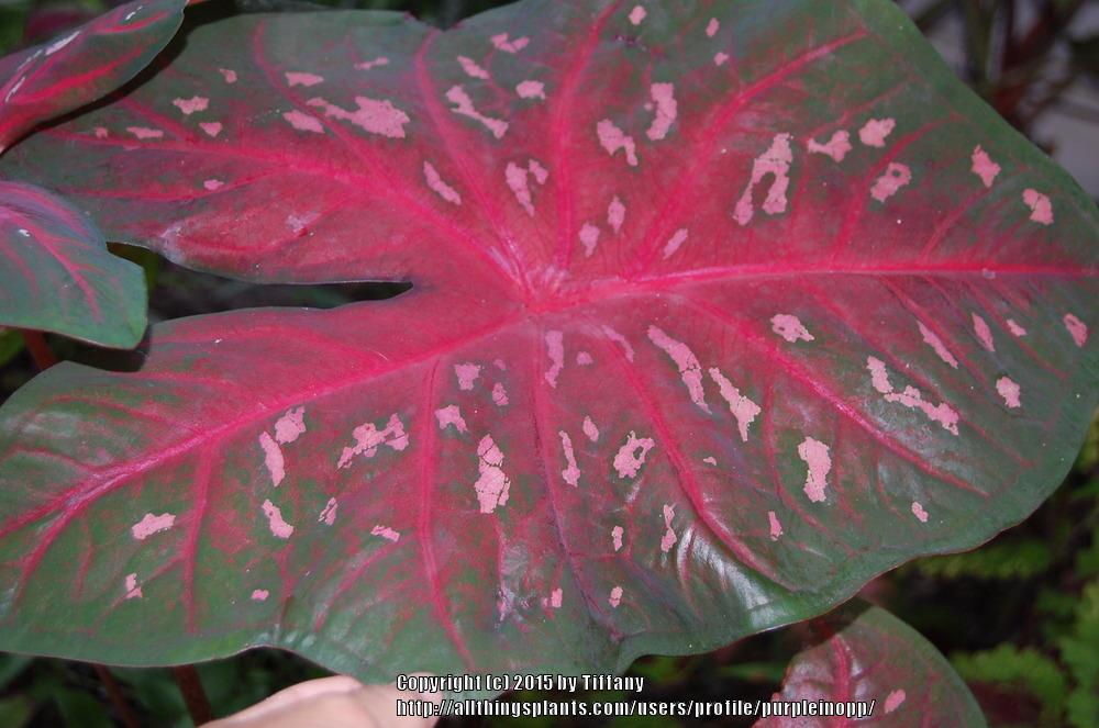 Photo of Fancy-Leafed Caladium (Caladium bicolor) uploaded by purpleinopp