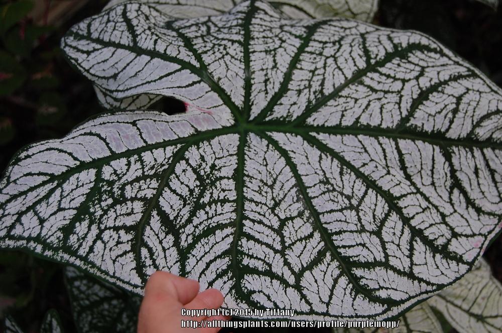 Photo of Fancy-Leafed Caladium (Caladium bicolor) uploaded by purpleinopp