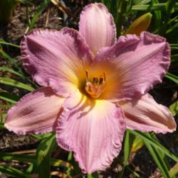 Location: SE Michigan (taken at Along the Fence Daylilies, Dansville, MI)
Date: 2015-07-25
11:30AM