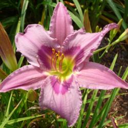 Location: SE Michigan (taken at Along the Fence Daylilies, Dansville, MI)
Date: 2015-07-25
11AM