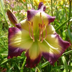 Location: SE Michigan (taken at Along the Fence Daylilies, Dansville, MI)
Date: 2015-07-25
11:30AM