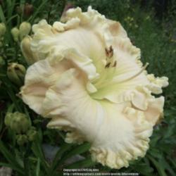 Location: My Garden- Vermont
Date: 2015-07-30
An outstanding white daylily