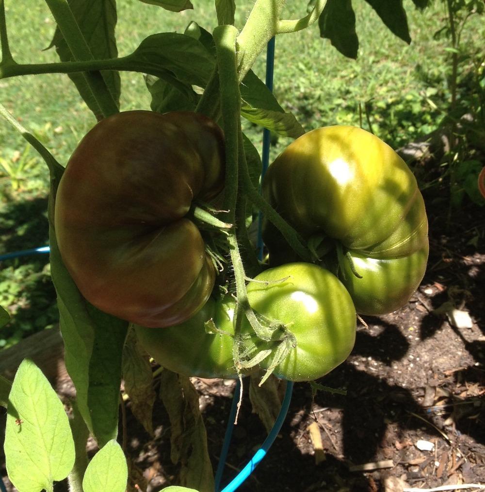 Photo of Tomato (Solanum lycopersicum 'Brandywine, Black') uploaded by Anderwood