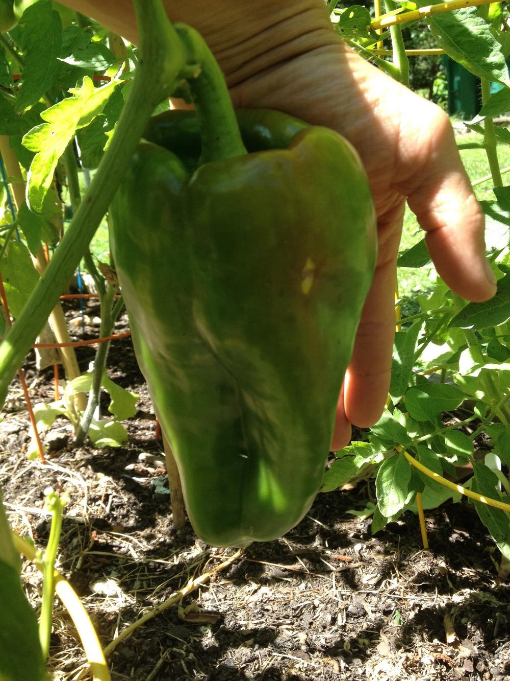 Photo of Bell Pepper (Capsicum annuum 'Big Bertha') uploaded by Anderwood