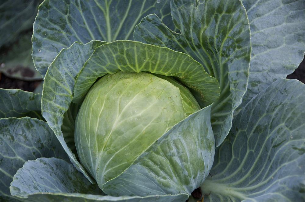 Photo of Cabbage (Brassica oleracea var. capitata 'Deep Blue') uploaded by Fleur569